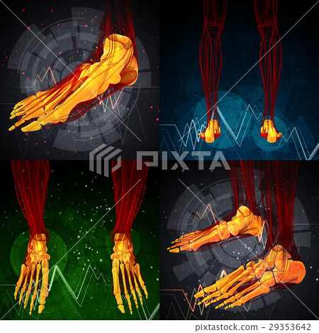 3d rendering medical illustration of the foot bone 29353642