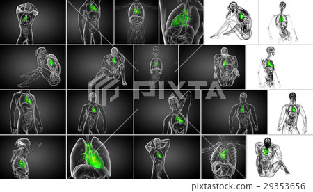 3d rendering medical illustration of a human heart 3d rendering medical illustration of a human heart 29353656