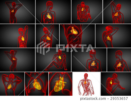 3d rendering medical illustration of human heart 3d rendering medical illustration of human heart 29353657