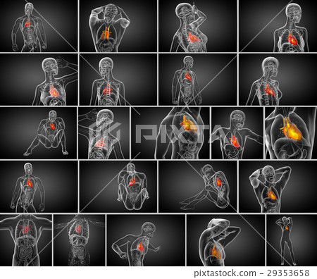 3d rendering medical illustration of a human heart 29353658