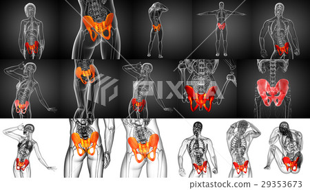 3D rendering medical illustration of pelvis bone 29353673