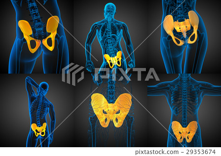 3D rendering medical illustration of pelvis bone 29353674