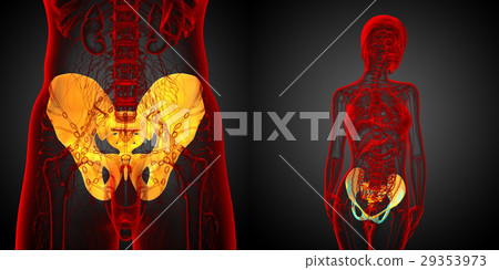 3D rendering medical illustration of pelvis bone