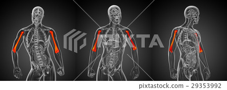 3d rendering illustration of the humerus bone 3d rendering illustration of the humerus bone 29353992
