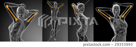 3d rendering medical illustration of humerus bone 29353993