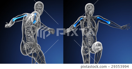3d rendering medical illustration of humerus bone 29353994