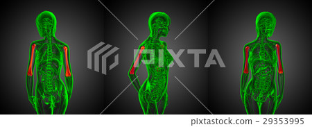3d rendering medical illustration of humerus bone 29353995