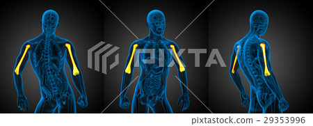 3d rendering illustration of the humerus bone 3d rendering illustration of the humerus bone 29353996