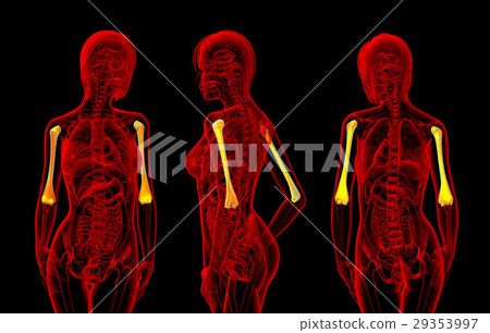 3d rendering illustration of female humerus bone - Stock Illustration ...