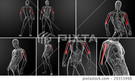 3d rendering illustration of female humerus bone 3d rendering illustration of female humerus bone 29353998
