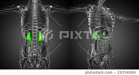 3d rendering medical illustration of human kidney - Stock Illustration ...