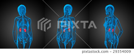 3d rendering medical illustration of human kidney - Stock Illustration ...