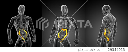 3D rendering illustration of the large intestine 3D rendering illustration of the large intestine 29354013