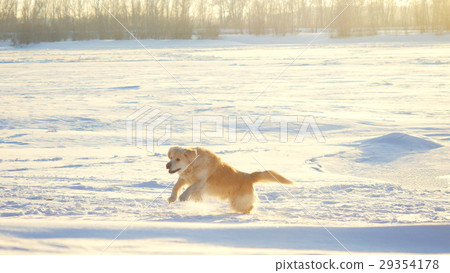 Golden retriever dog enjoying winter jumping in Golden retriever dog enjoying winter jumping in 29354178