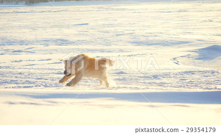 Golden retriever dog enjoying winter jumping in Golden retriever dog enjoying winter jumping in 29354179