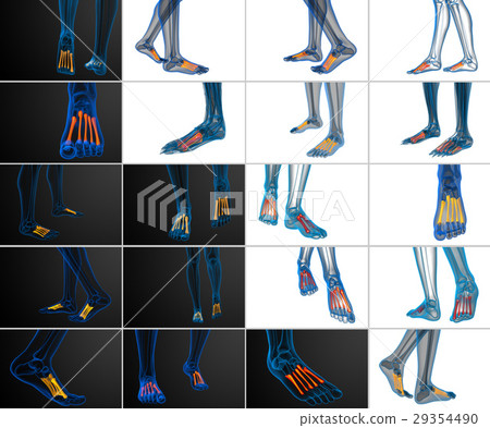 3d rendering medical of the metatarsal bones 29354490