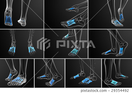 3d rendering medical of the metatarsal bones 29354492