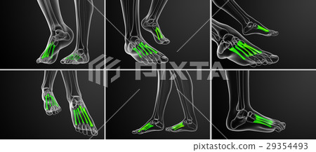 3d rendering medical of the metatarsal bones 29354493