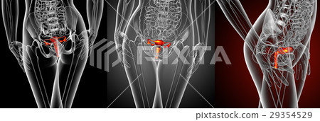 3d rendering medical of the Reproductive System 29354529