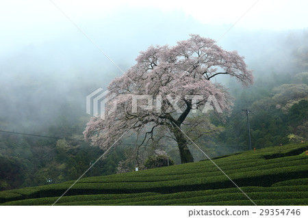 Cherry Blossoms	 29354746