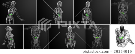 3d rendering medical of gallblader and pancreas 3d rendering medical of gallblader and pancreas 29354919