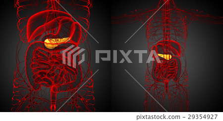 3d rendering medical of the  pancrease 29354927