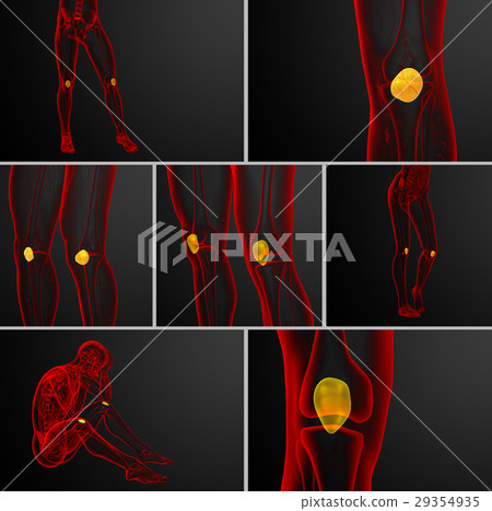 3d rendering medical illustration of patella bone 3d rendering medical illustration of patella bone 29354935