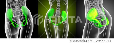 3d rendering medical of the pelvis bone 29354944