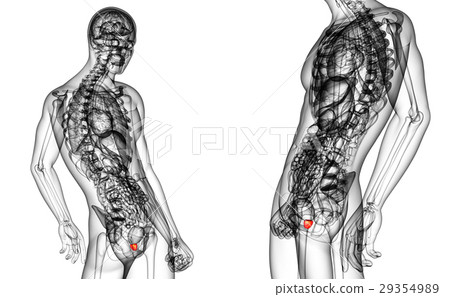 3d rendering medical of prostate gland 29354989