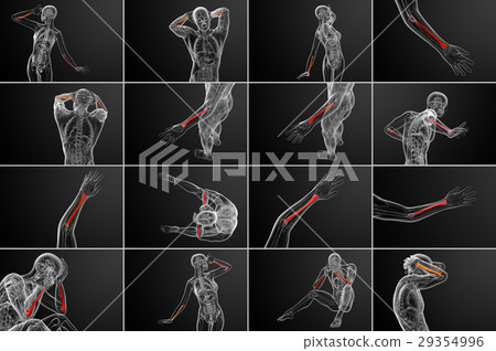 3d rendering medical illustration of radius bone 29354996