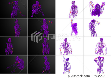 3d rendering medical illustration of radius bone 3d rendering medical illustration of radius bone 29355000