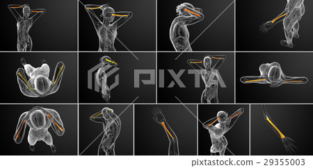 3d rendering medical illustration of radius bone 29355003
