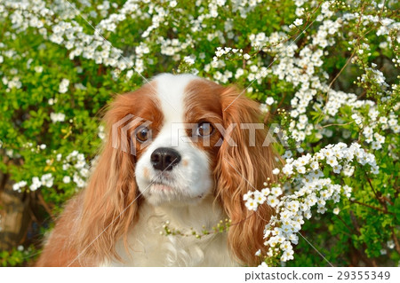 Cavalier and Yukiyanagi Cavalier and Yukiyanagi 29355349