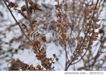 Basil with seeds Basil with seeds 29355512