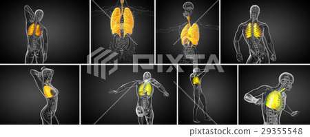 3d rendering medical the human respiratory syste 3d rendering medical the human respiratory syste 29355548
