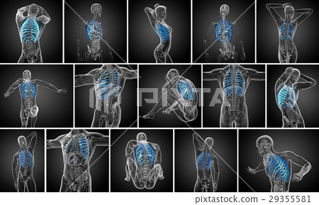 3d rendering medical illustration of the ribcage 29355581