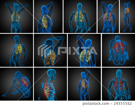 3d rendering medical illustration of the ribcage 3d rendering medical illustration of the ribcage 29355582