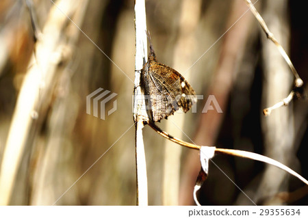 東方喙蝶 29355634