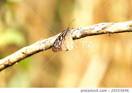 絹斑蝶 29355646