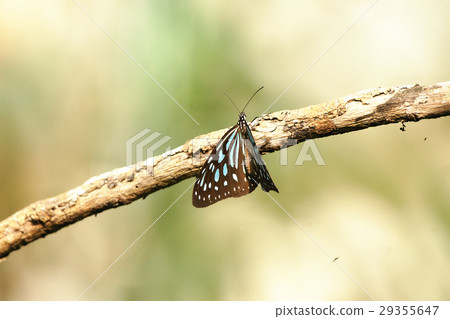 絹斑蝶 絹斑蝶 29355647