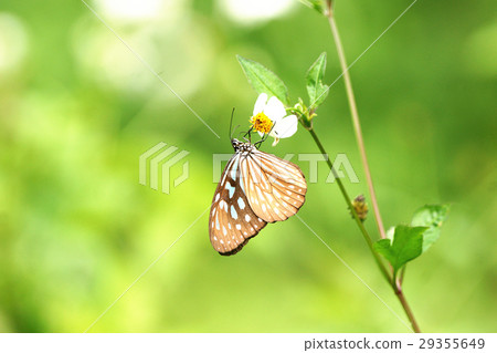 絹斑蝶 絹斑蝶 29355649