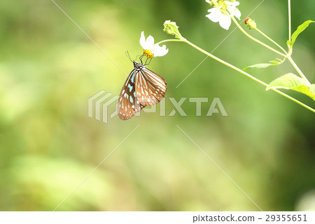 Butterfly Butterfly 29355651