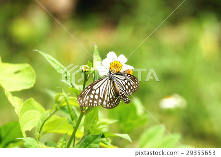 絹斑蝶 29355653