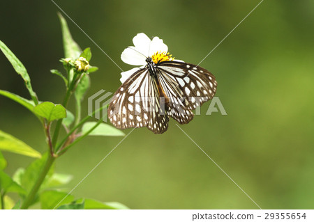 Butterfly Butterfly 29355654