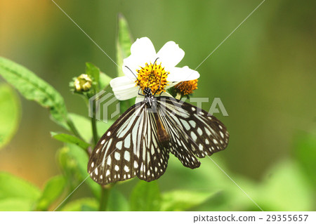 絹斑蝶 29355657
