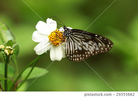 絹斑蝶 絹斑蝶 29355662