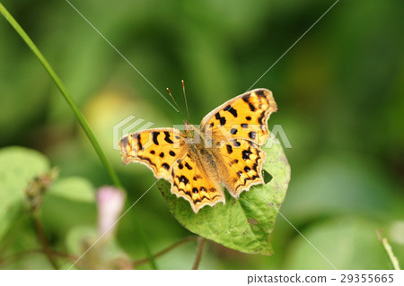 黃鉤蛺蝶 29355665