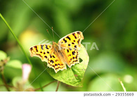 黃鉤蛺蝶 29355669