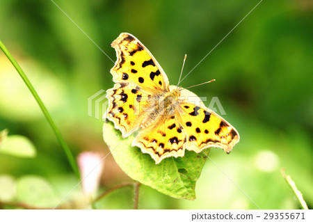 黃鉤蛺蝶 29355671