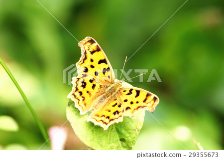 Yellow hooked butterfly 29355673